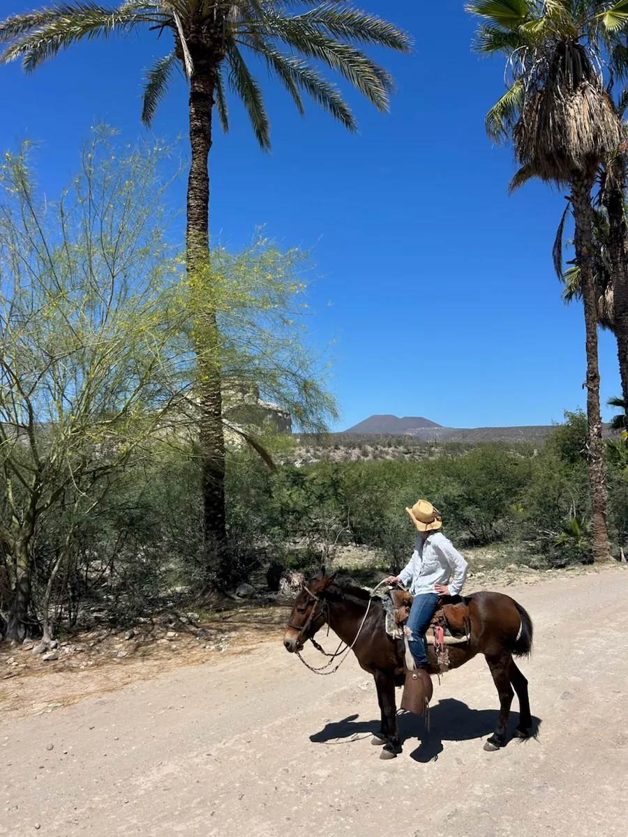 A rider on a dark horse seen from behind, with palm trees and a flat-topped mesa in the distance
